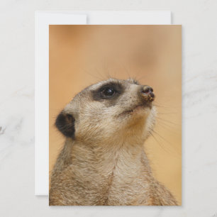 Tarjeta Festiva Meerkat 011