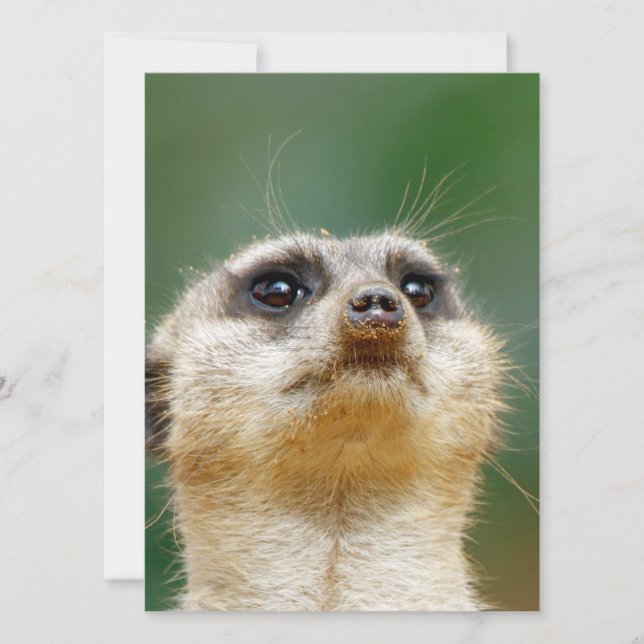 Tarjeta Festiva Meerkat 012 (Anverso)