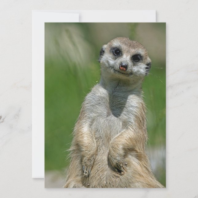 Tarjeta Festiva Meerkat 013 (Anverso)