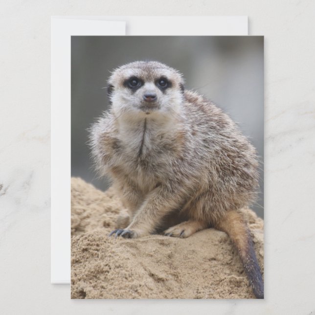 Tarjeta Festiva Meerkat 021 (Anverso)