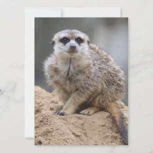 Tarjeta Festiva Meerkat 021