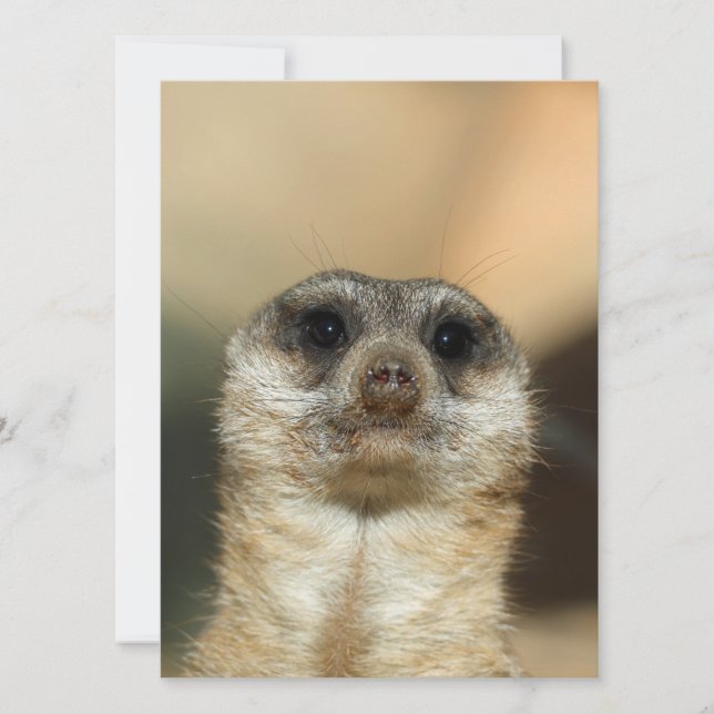 Tarjeta Festiva Meerkat 023 (Anverso)