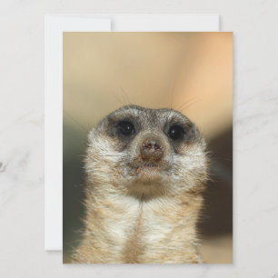 Tarjeta Festiva Meerkat 023