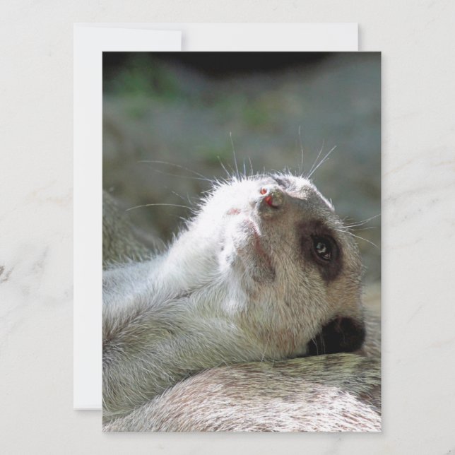 Tarjeta Festiva Meerkat 024 (Anverso)