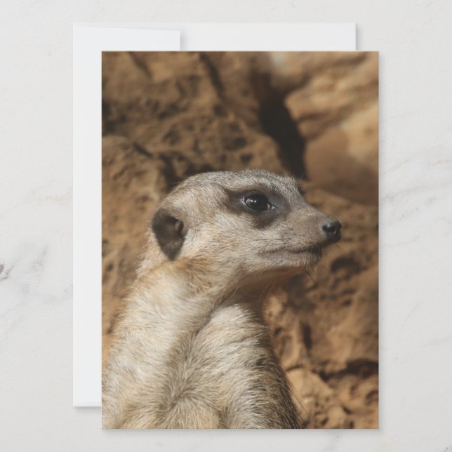 Tarjeta Festiva Meerkat 029 (Anverso)