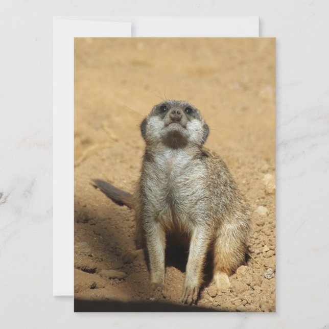 Tarjeta Festiva Meerkat 031 (Anverso)