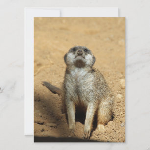 Tarjeta Festiva Meerkat 031