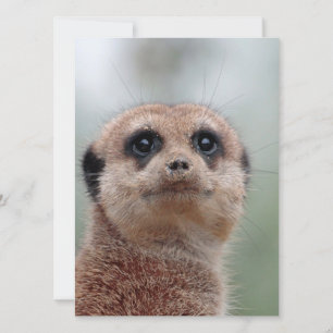Tarjeta Festiva Meerkat 036