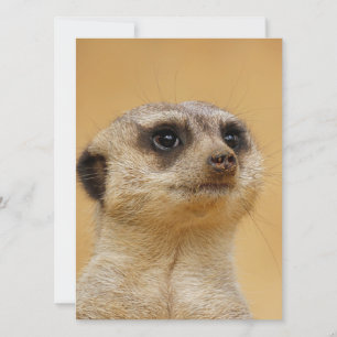 Tarjeta Festiva Meerkat 037