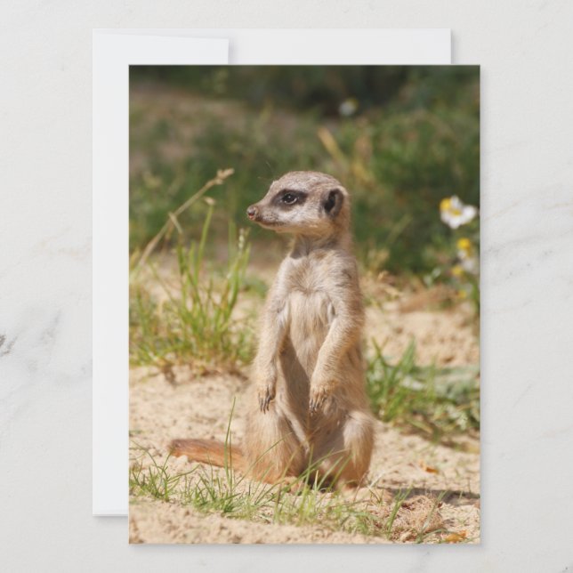 Tarjeta Festiva Meerkat 038 (Anverso)