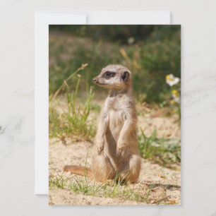 Tarjeta Festiva Meerkat 038