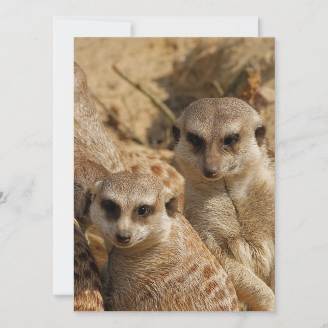 Tarjeta Festiva Meerkat 039 (Anverso)