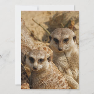 Tarjeta Festiva Meerkat 039