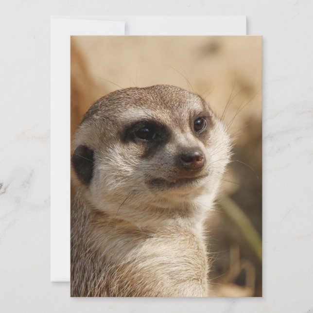 Tarjeta Festiva Meerkat 041 (Anverso)