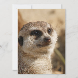 Tarjeta Festiva Meerkat 041