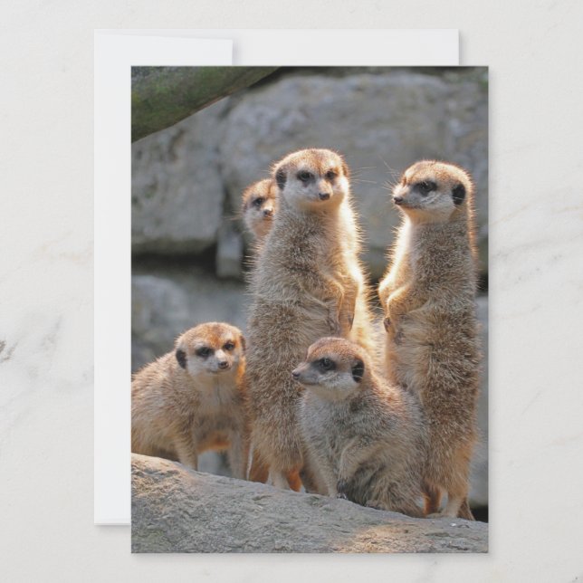 Tarjeta Festiva Meerkat 110 (Anverso)