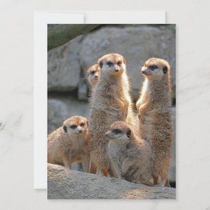 Tarjeta Festiva Meerkat 110