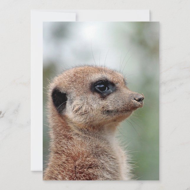 Tarjeta Festiva Meerkat 180 (Anverso)