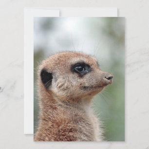 Tarjeta Festiva Meerkat 180