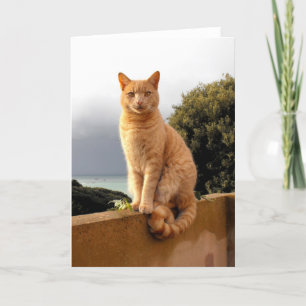 Tarjeta Festiva Merlin en el muro del jardín