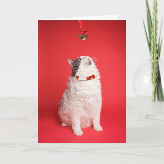 Tarjeta Festiva Merry Christmas Cute Kitty Under Mistleto (Anverso)