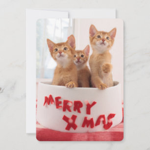 Tarjeta Festiva Merry Xmas Kitties