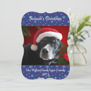 Tarjeta Festiva Mezcla Santa Dog-Lab/Rott con fondo Pointsettia