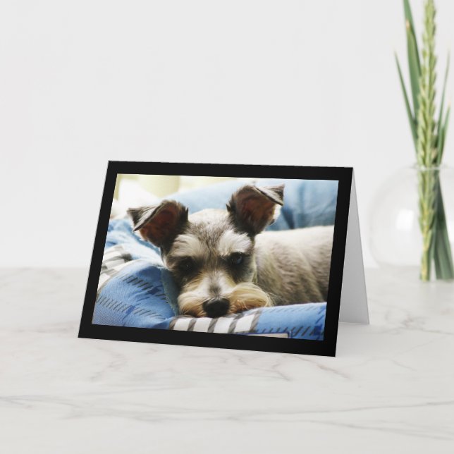 Tarjeta Festiva Mini Schnauzer (Anverso)