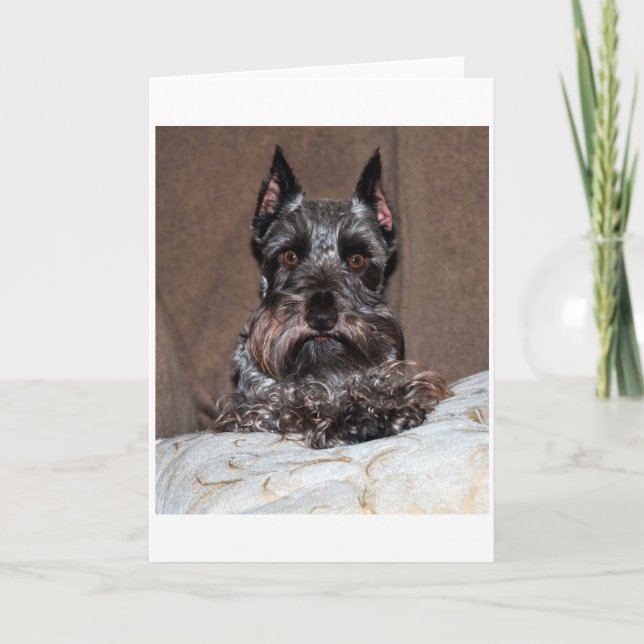 Tarjeta Festiva mini schnauzer 2 (Anverso)