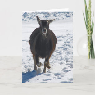 Tarjeta Festiva Misha Divirtiéndose Con Navidades De Nieve