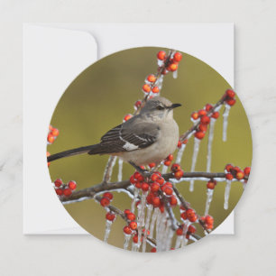 Tarjeta Festiva Mockingbird encapuchado en la rama de Icy Holly