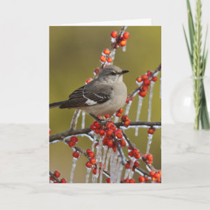 Tarjeta Festiva Mockingbird encaramado en rama de Icy Holly