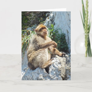 Tarjeta Festiva mono macaco de Berbería