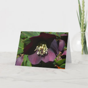 Tarjeta Festiva Morado Rosa de Cuaresma, flor de Pascua