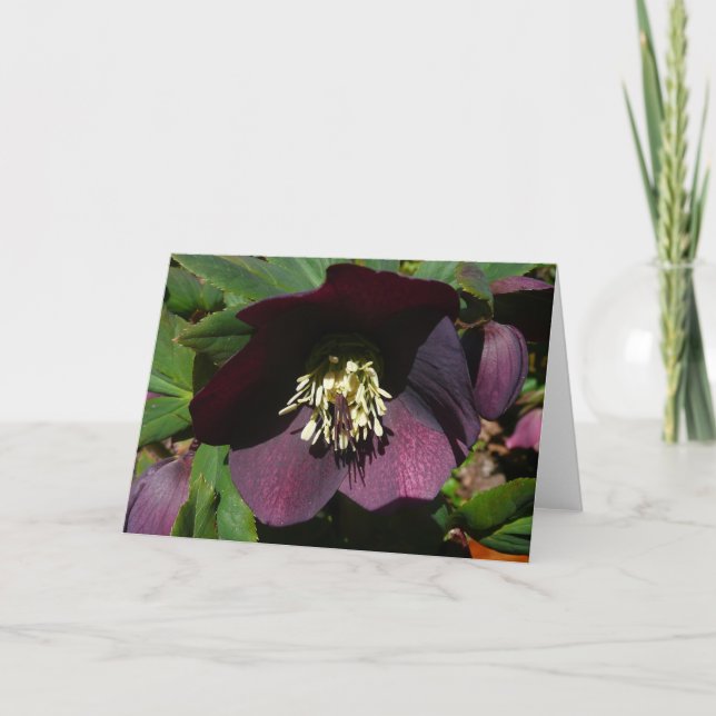 Tarjeta Festiva Morado Rosa de Cuaresma, flor de Pascua (Anverso)