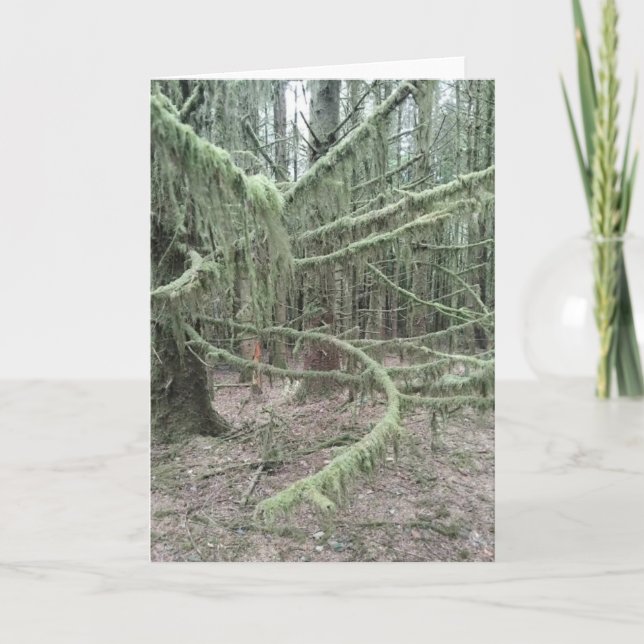 Tarjeta Festiva Mossy Trees In Welsh Woodland 2025 (Anverso)