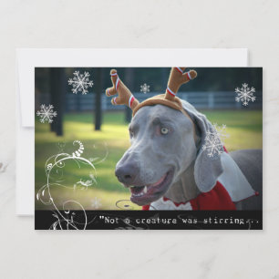 Tarjeta Festiva Nación de Weimaraner : "No se agitaba una criatura