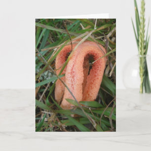 Tarjeta Festiva Naranja Mushroom OBX Notecard