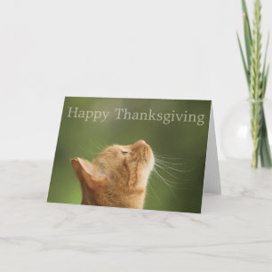 Tarjeta Festiva Naranja Tabby Cat :: Feliz Día de Acción de Gracia