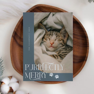 Tarjeta Festiva Navidades azules de la pizarra de fotos de gatos d