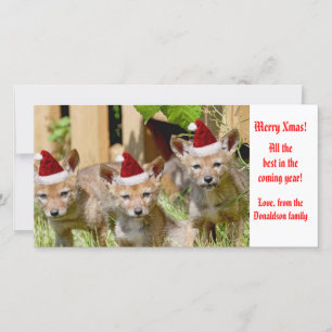 Tarjeta Festiva Navidades Baby Coyote Photo