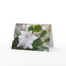 Navidades blancos cactus Schlumbergera CC0476 Flor
