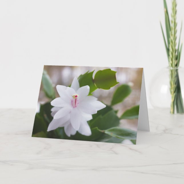 Tarjeta Festiva Navidades blancos cactus Schlumbergera CC0476 Flor (Anverso)