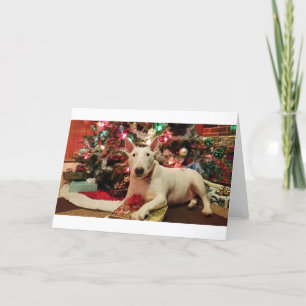 Tarjeta Festiva navidades de bull terrier