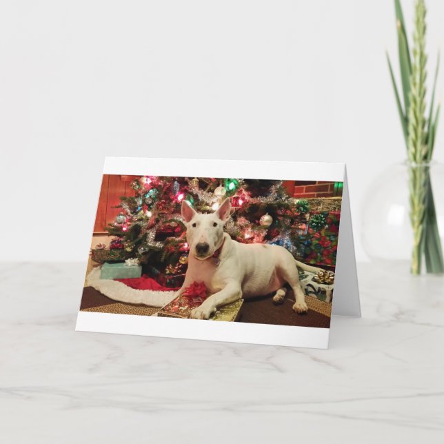 Tarjeta Festiva navidades de bull terrier (Anverso)