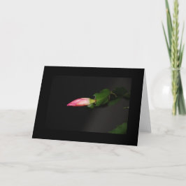 Tarjeta Festiva Navidades de cactus de flores florecen