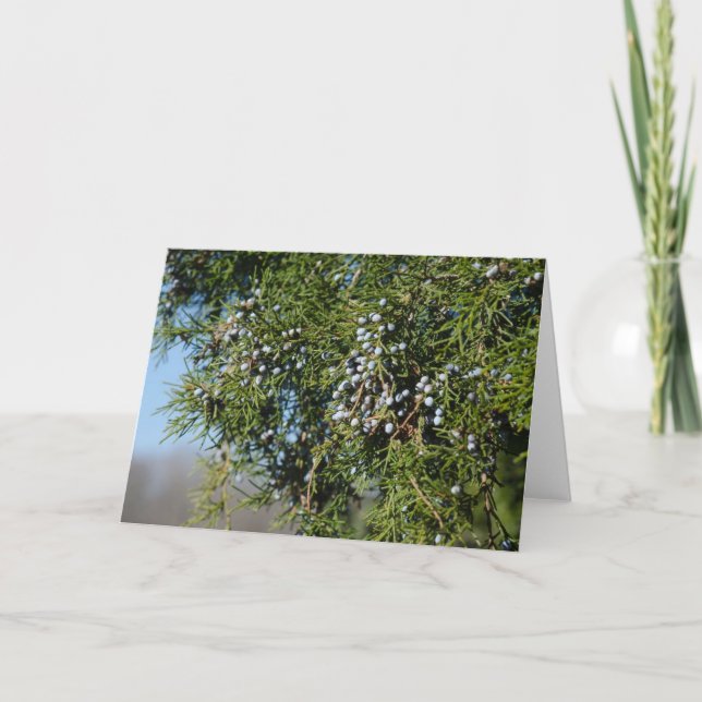 Tarjeta Festiva Navidades de Cedar Berry (Anverso)