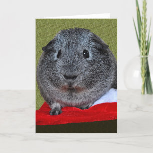 Tarjeta Festiva Navidades de cerdo de Guinea