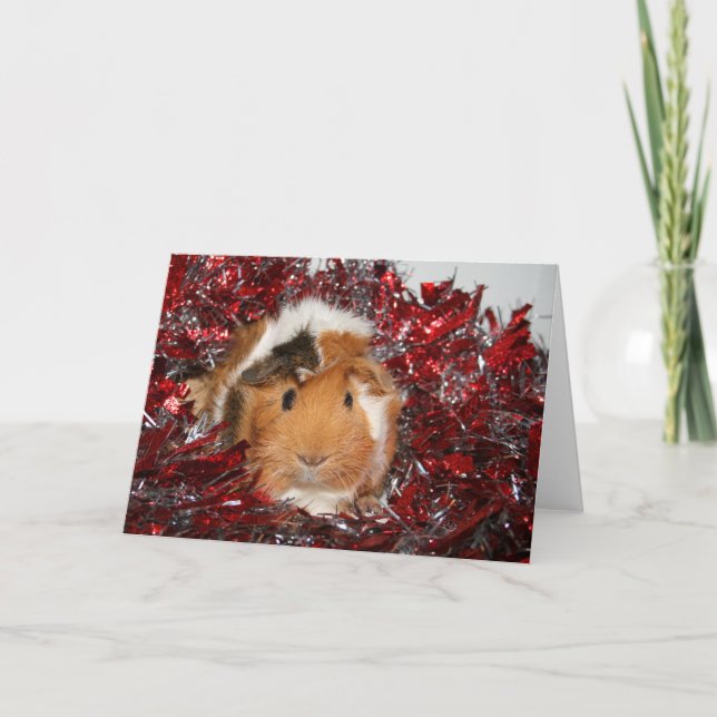 Tarjeta Festiva Navidades de cerdo de Guinea (Anverso)