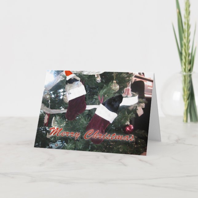 Tarjeta Festiva Navidades de cerdos de Guinea (Anverso)